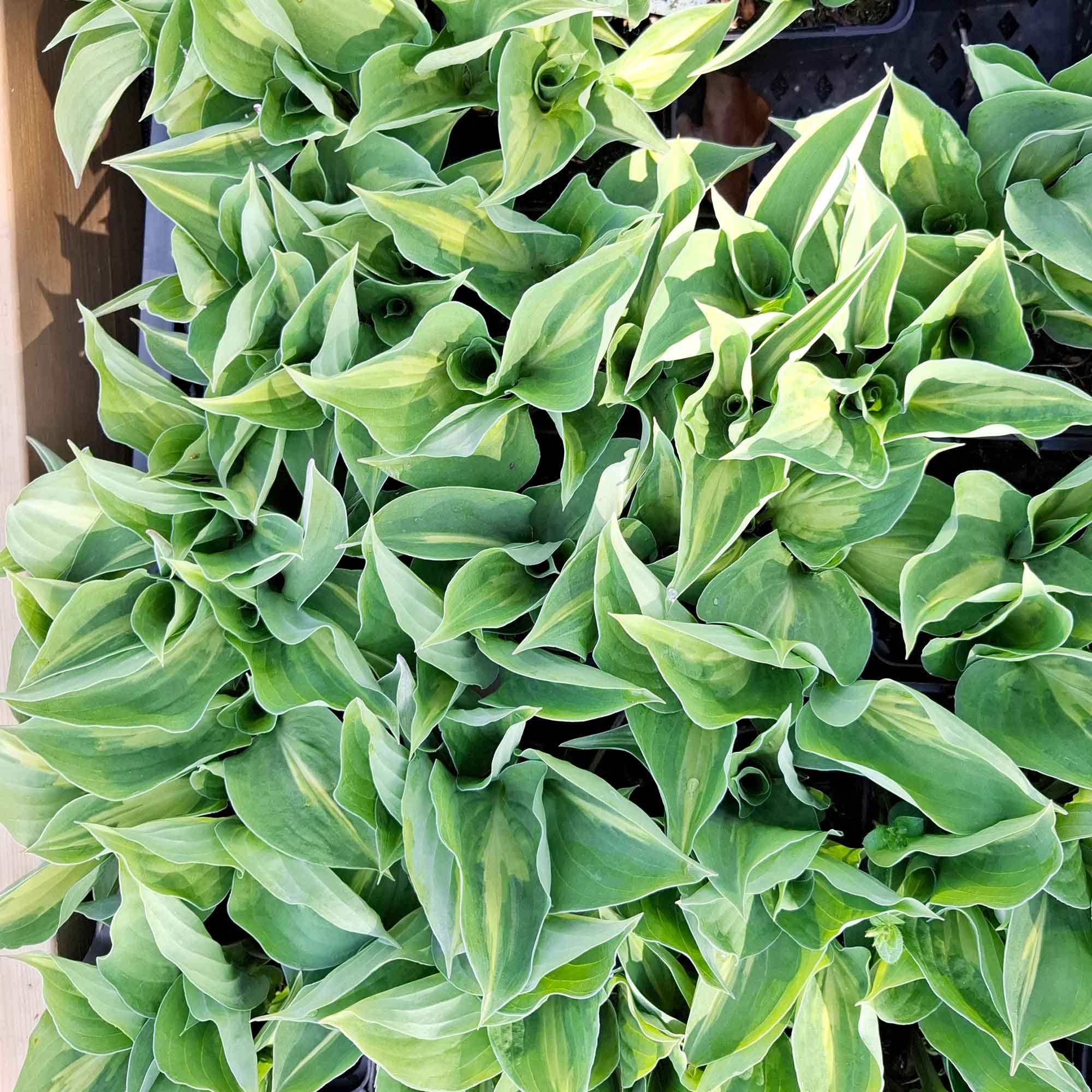 Hosta 'Xanadu' P9
