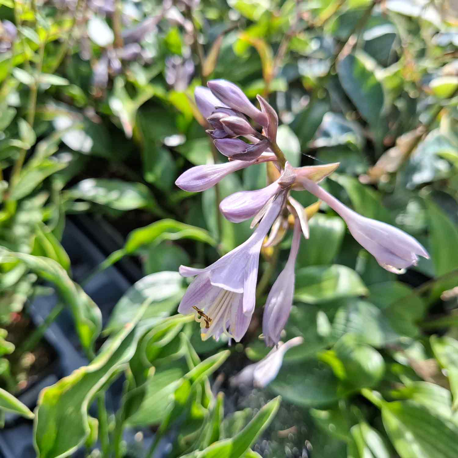 Hosta 'Devon Green' P9