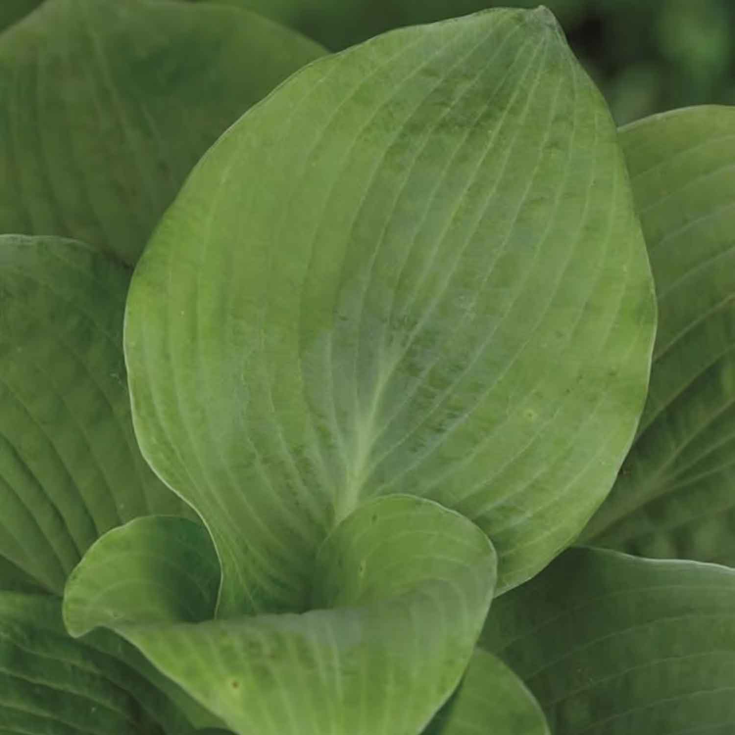 Hosta 'Elegans' P9