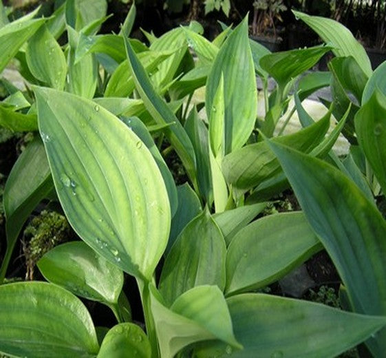 Hosta 'Empress Wu' P9