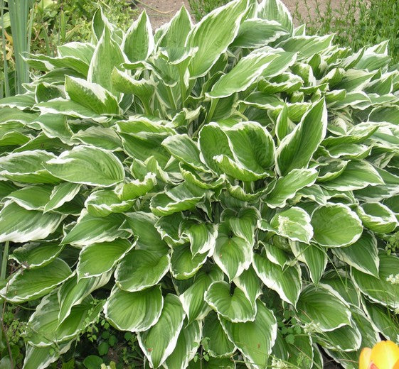 Hosta 'Francee' P9