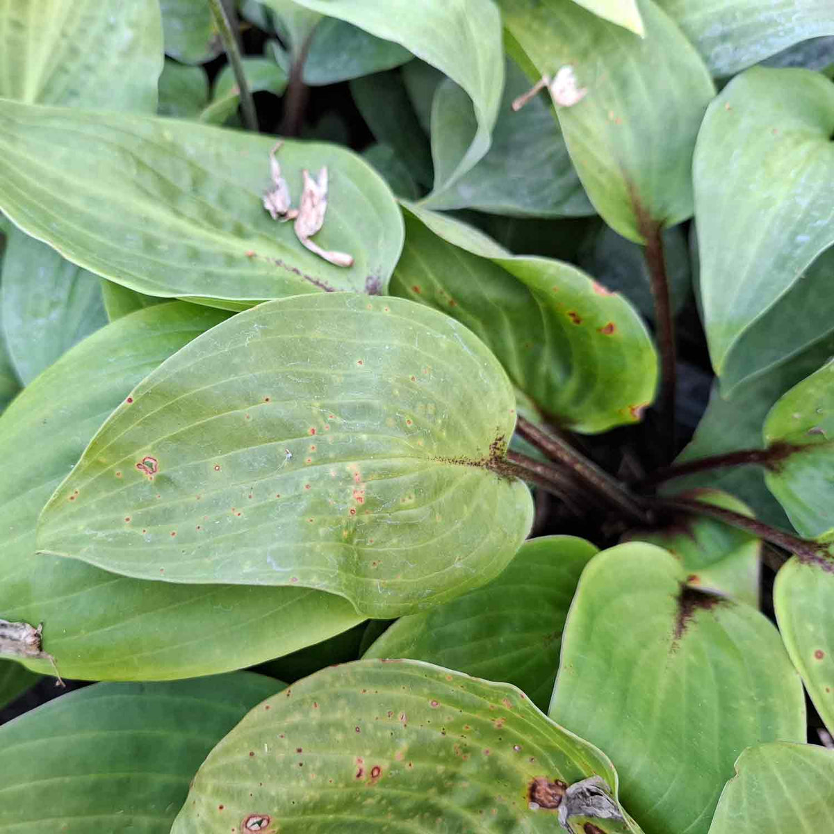 Hosta 'Purple Heart' P9