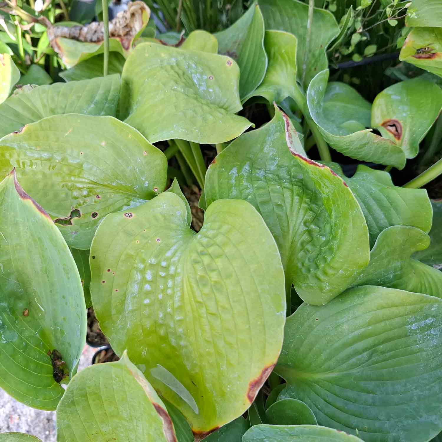 Hosta sieboldiana P9