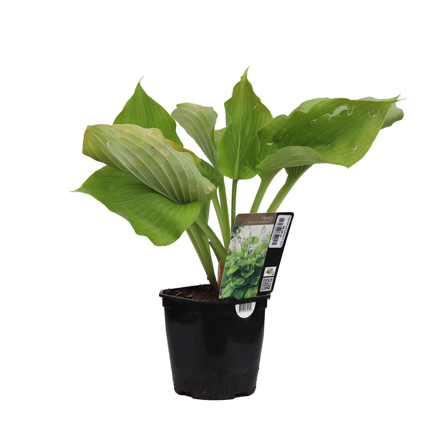Hosta 'Summa och substans' ® (X) C2