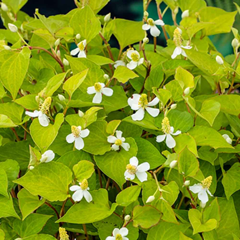 Houttuynia cordata P9