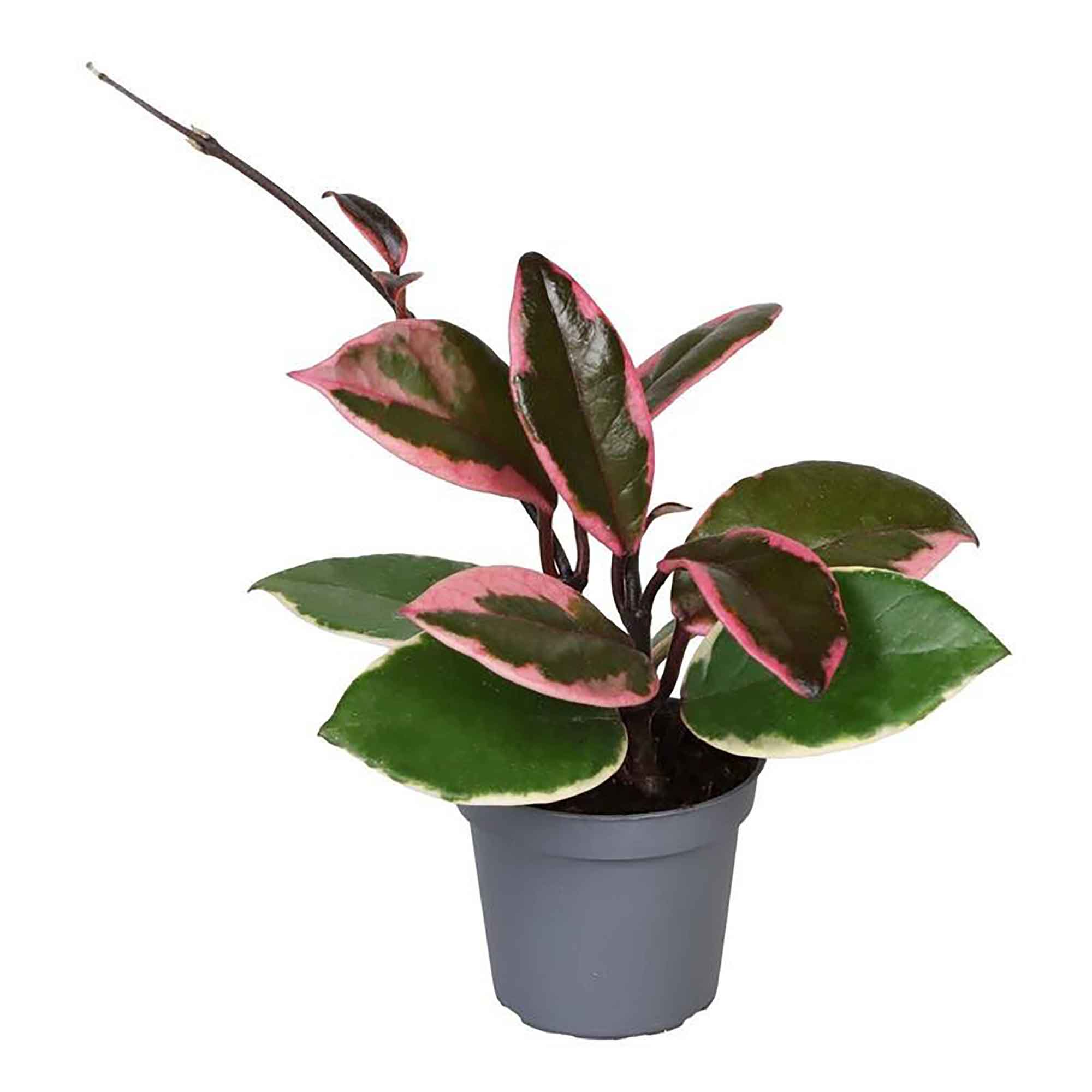 Hoya carnosa 'Tricolor' 6cm