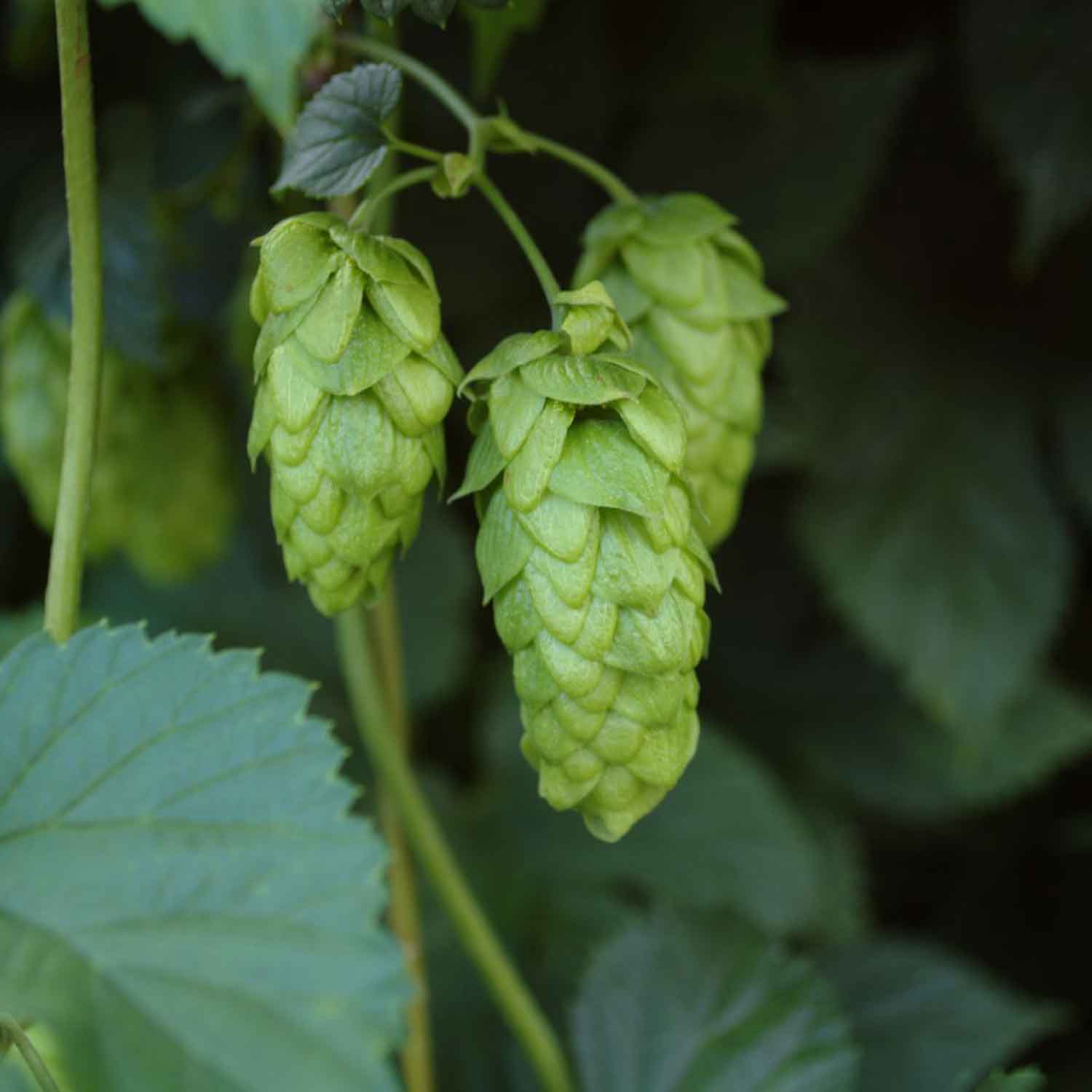 Humulus lupulus 'Hersbrucker' C2,3 40- 60