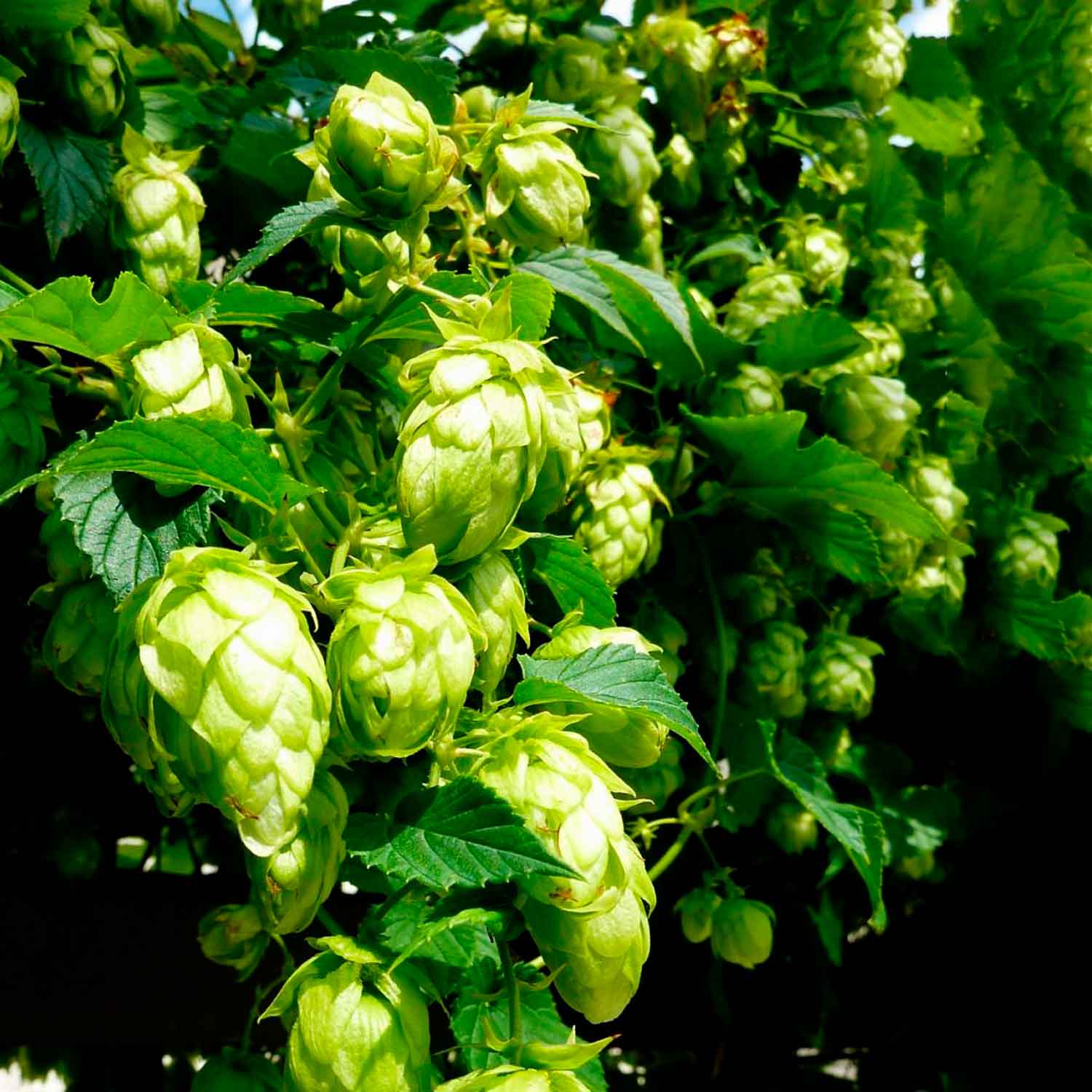 Humulus lupulus 'Northern Brew' C2,3 40- 60