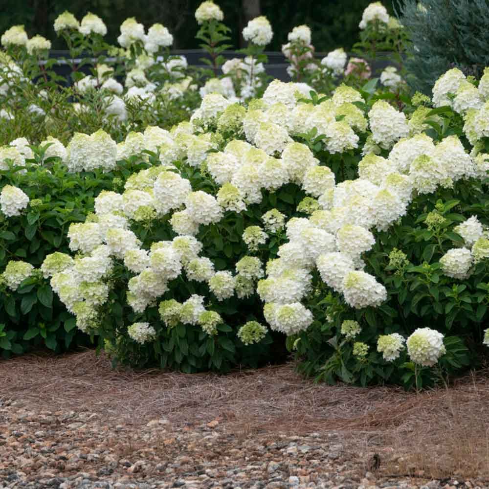 Hydrangea paniculata 'Little Hottie' ® C5