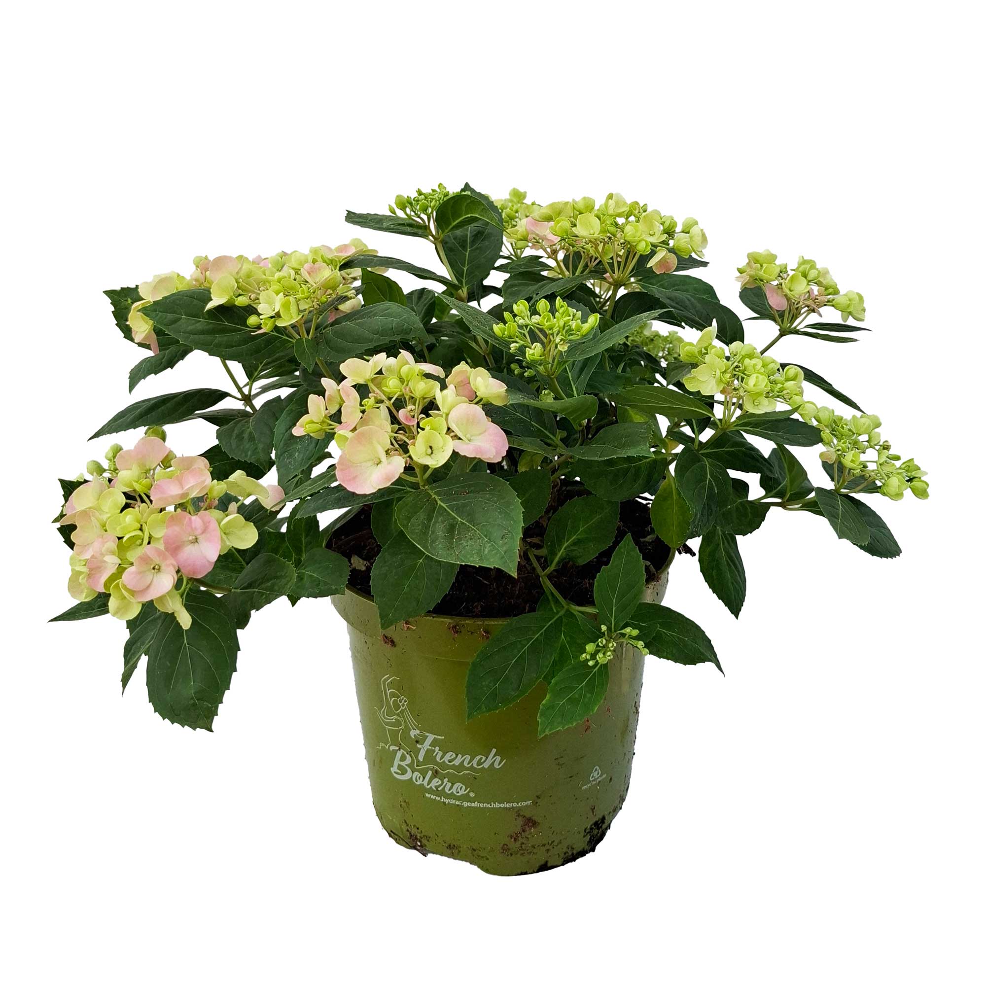 Hydrangea 'French Bolero' 3,5L