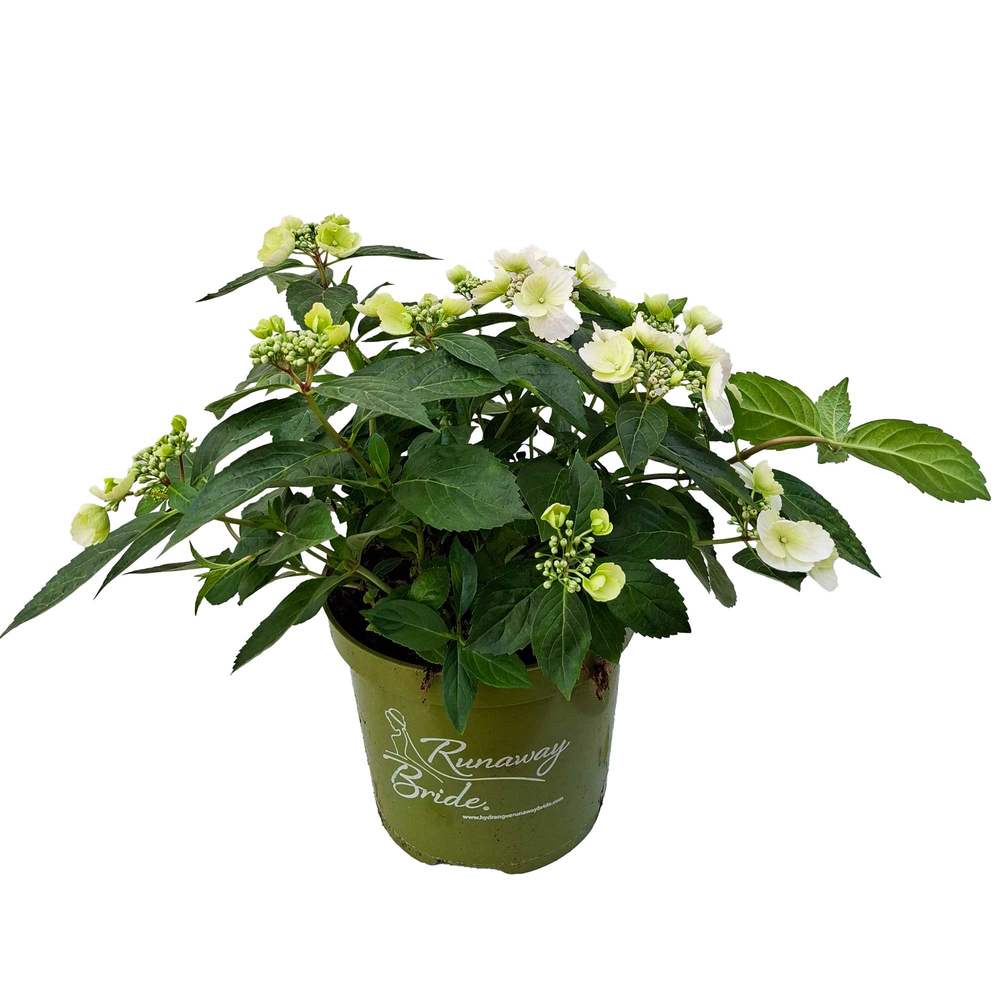 Hydrangea 'Runaway Bride' 3,5L