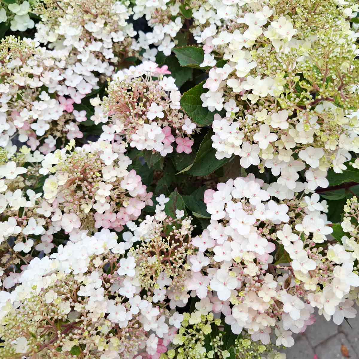 Hydrangea pan. 'Liv. Little Rosy' C4,6