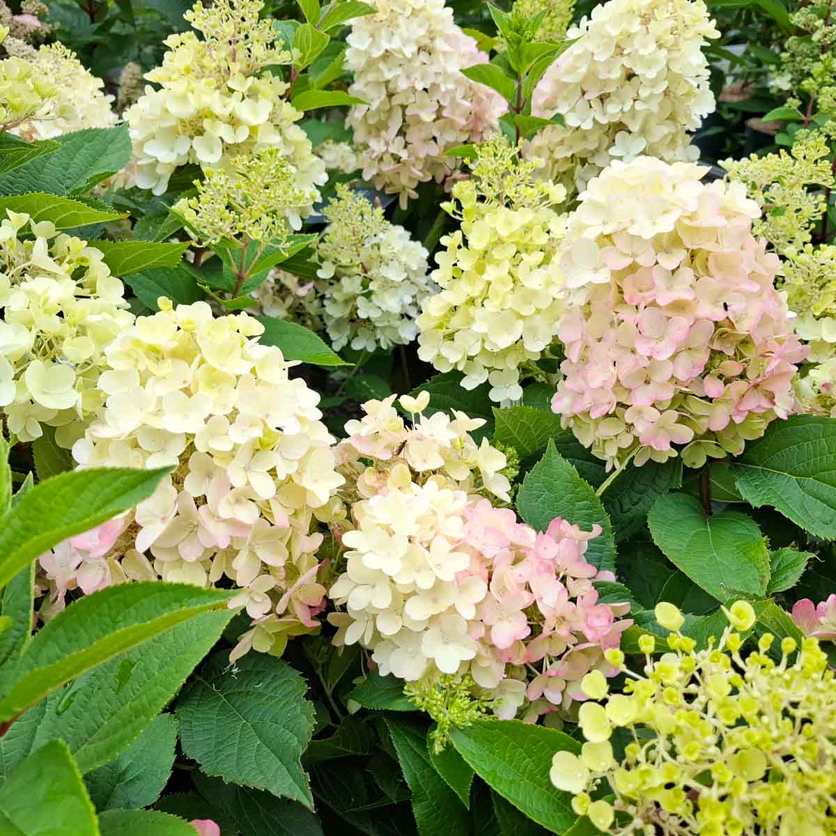 Hydrangea pan. 'Living Milk & Honey' C4,6