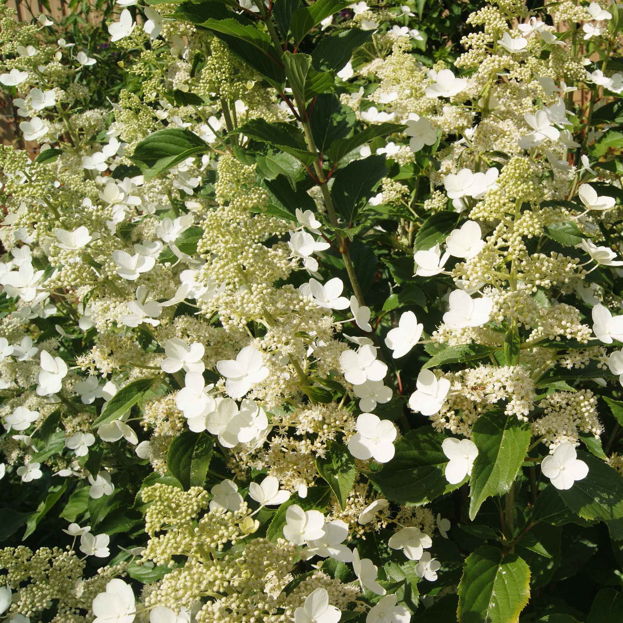 Hortensia panna. 'Kyushu' C4