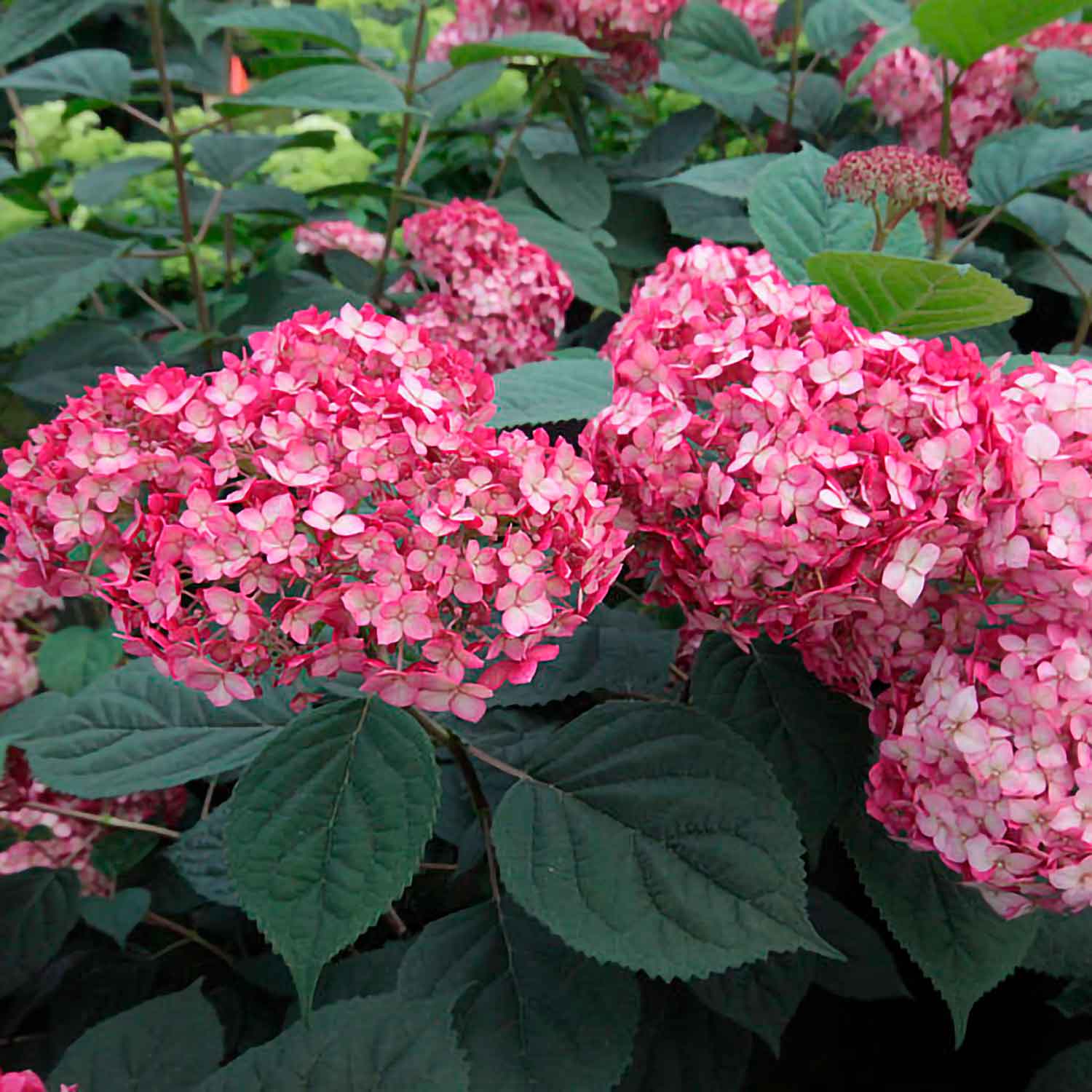 Hortensia arbete. 'Ruby Annabelle' 40-50 C.5