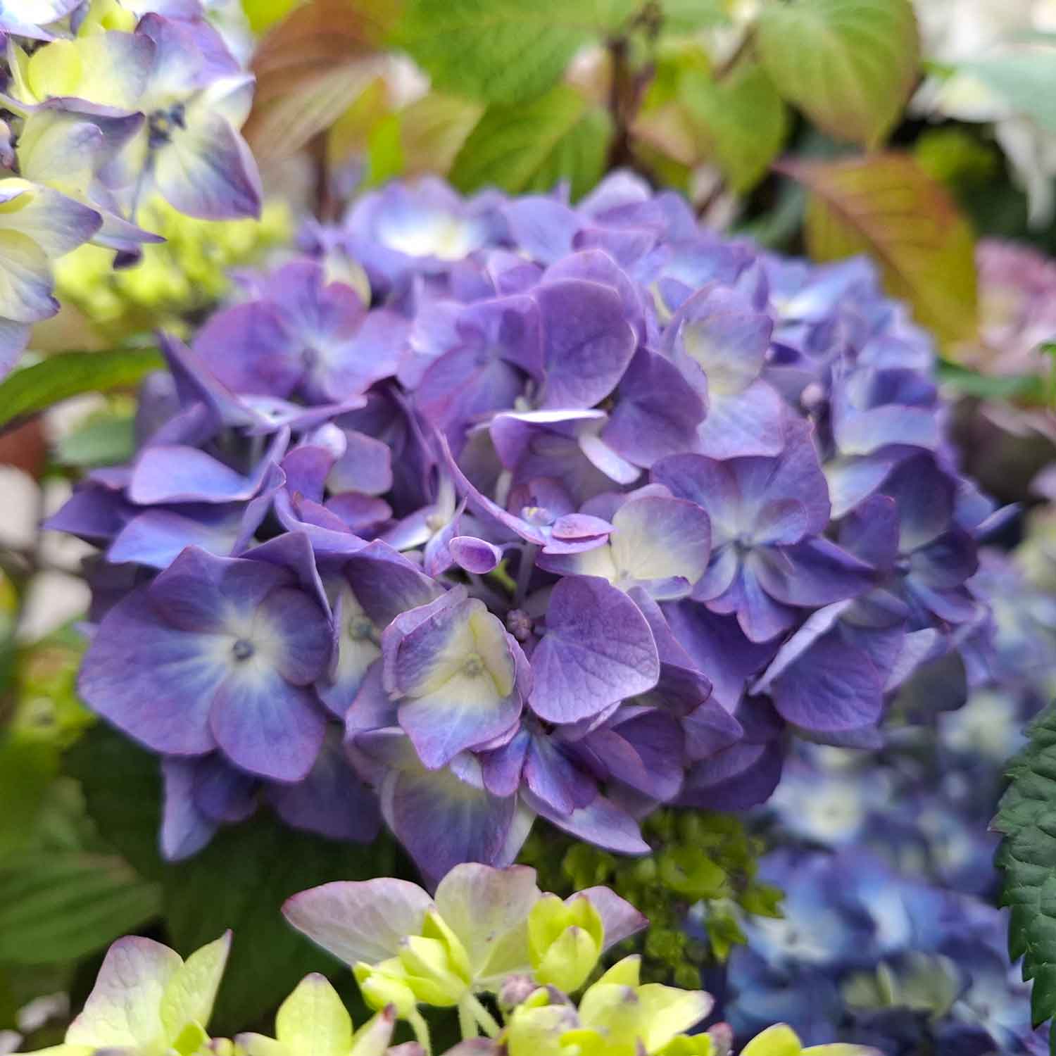 Hydrangea BloomStar Blue 23cm