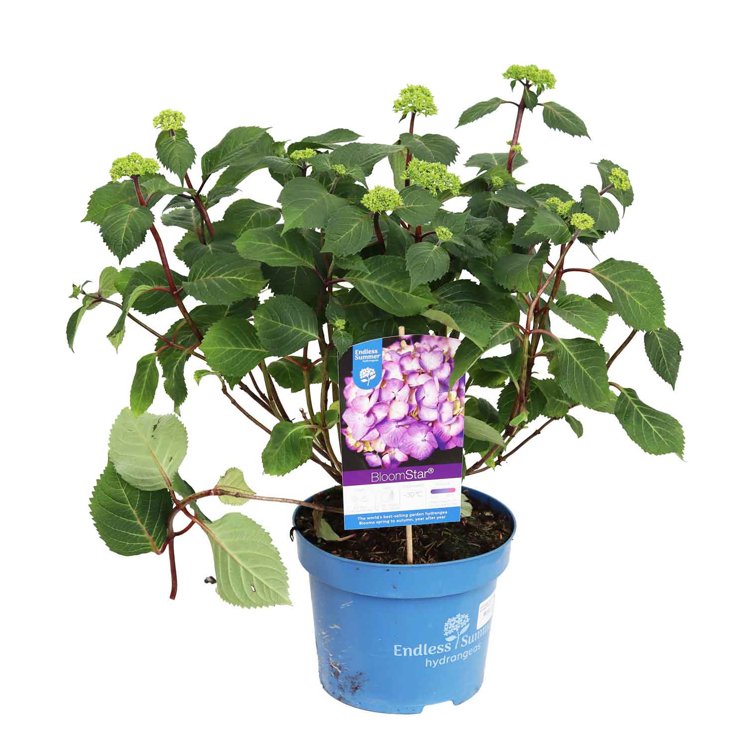 Hydrangea BloomStar Blue 23cm