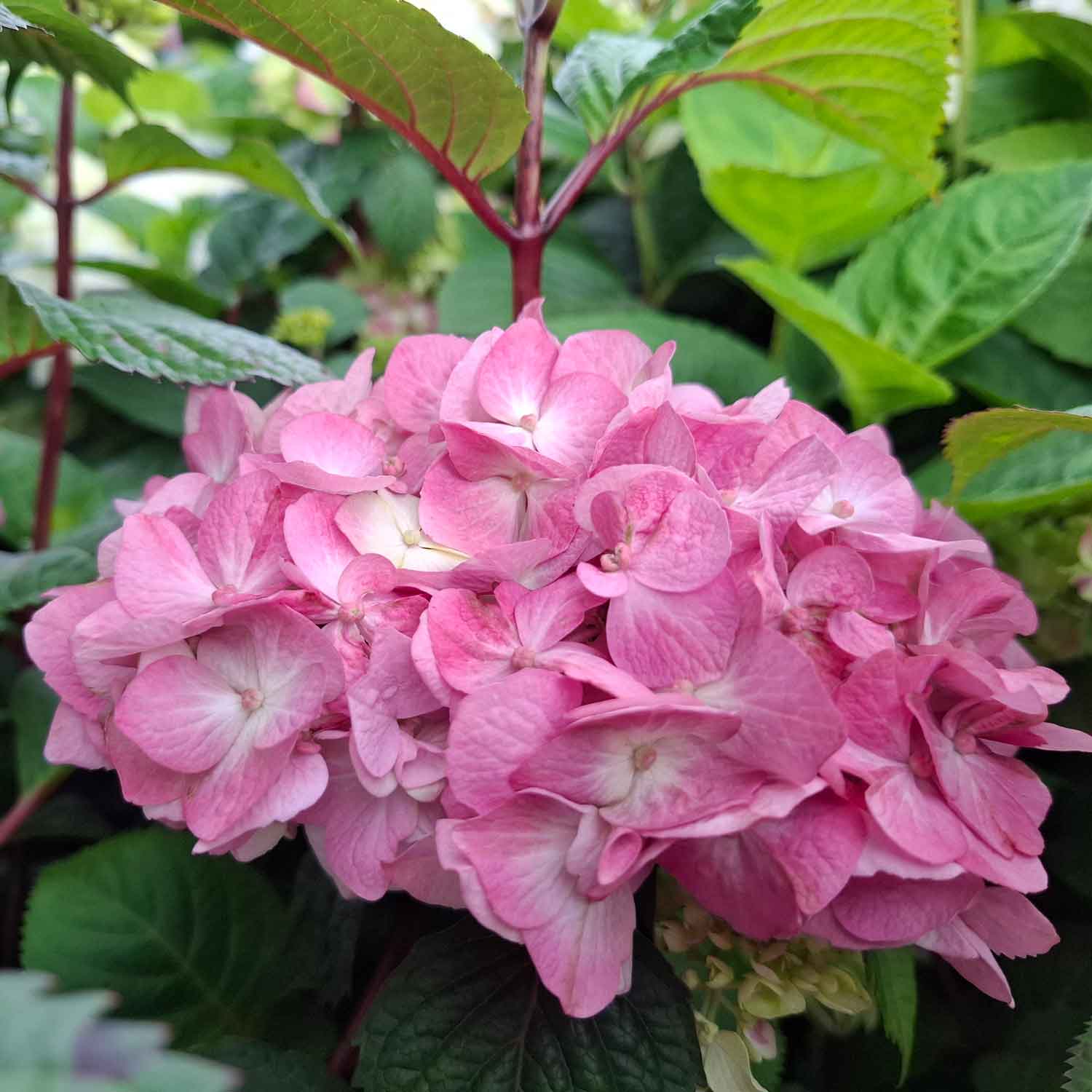 Hydrangea Bloom Star Pink 23cm