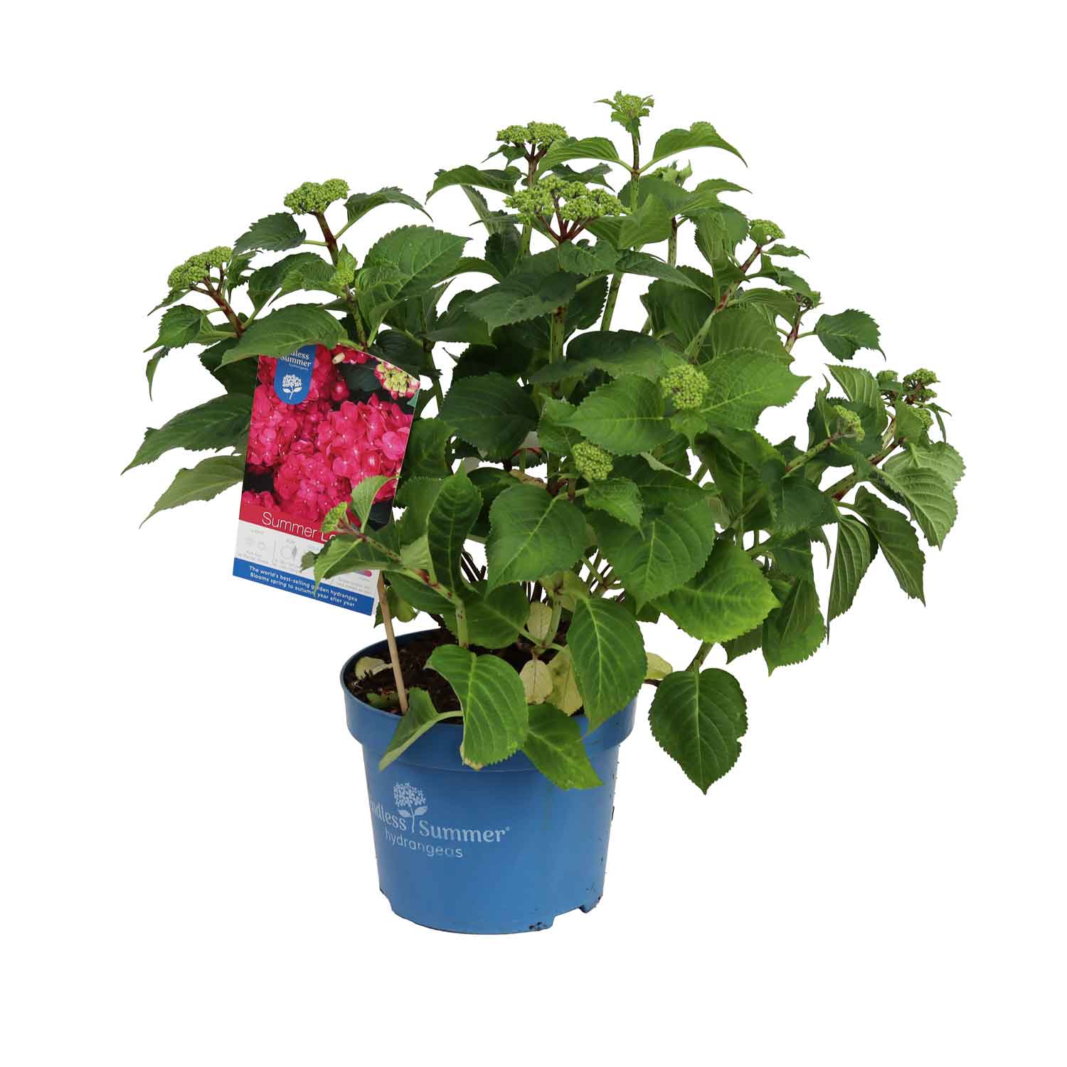 Hydrangea Summer Love 23cm