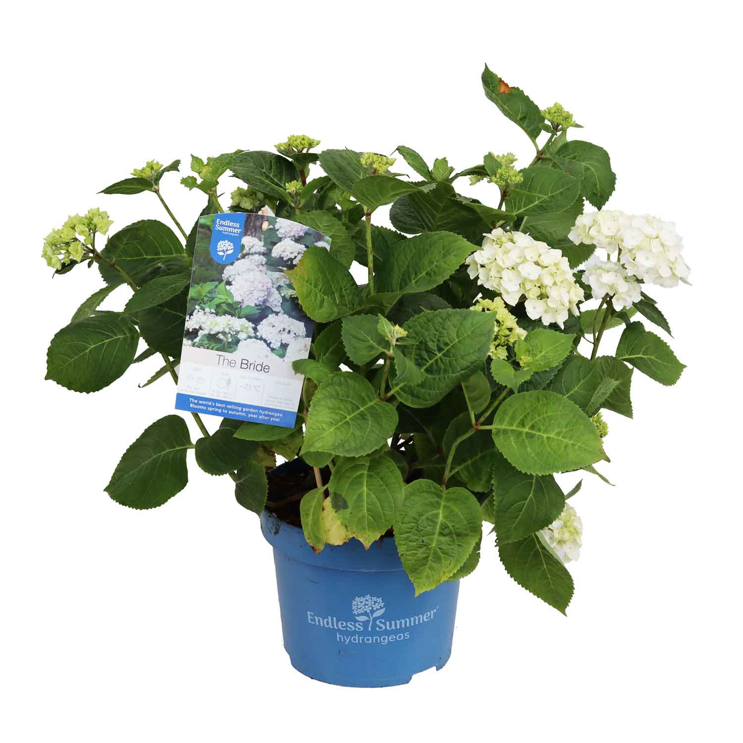 Hydrangea The Bride 23cm