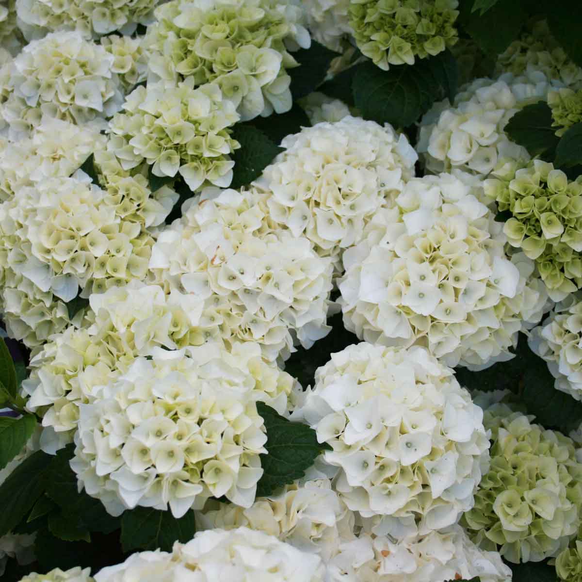 Hydrangea macr. 'Forever&Ever' ® White' C5 30-40 CM