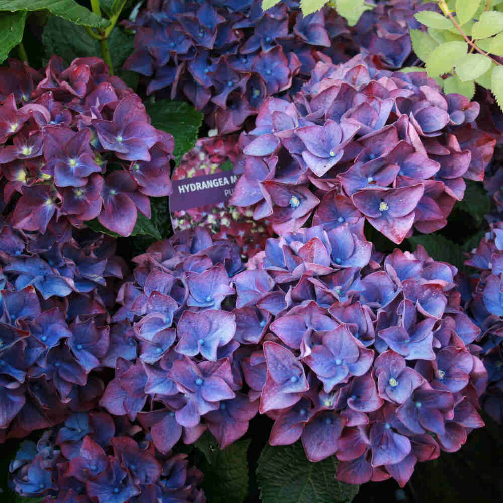 Hydrangea macr. 'Forever&Ever' ® Purple' C5 30-40 CM