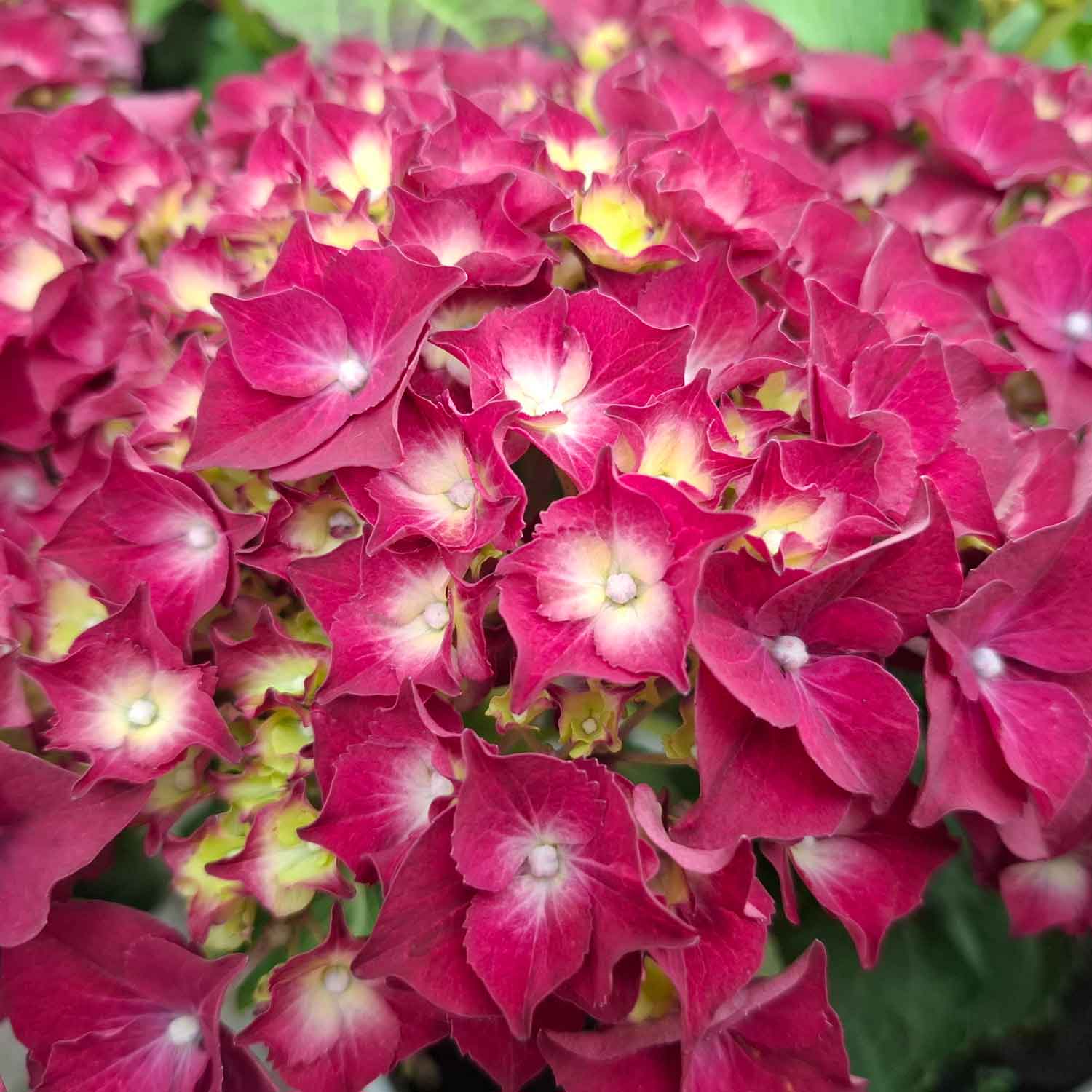 Hydrangea macr. 'Forever&Ever' ® Red' C5 30-40 CM
