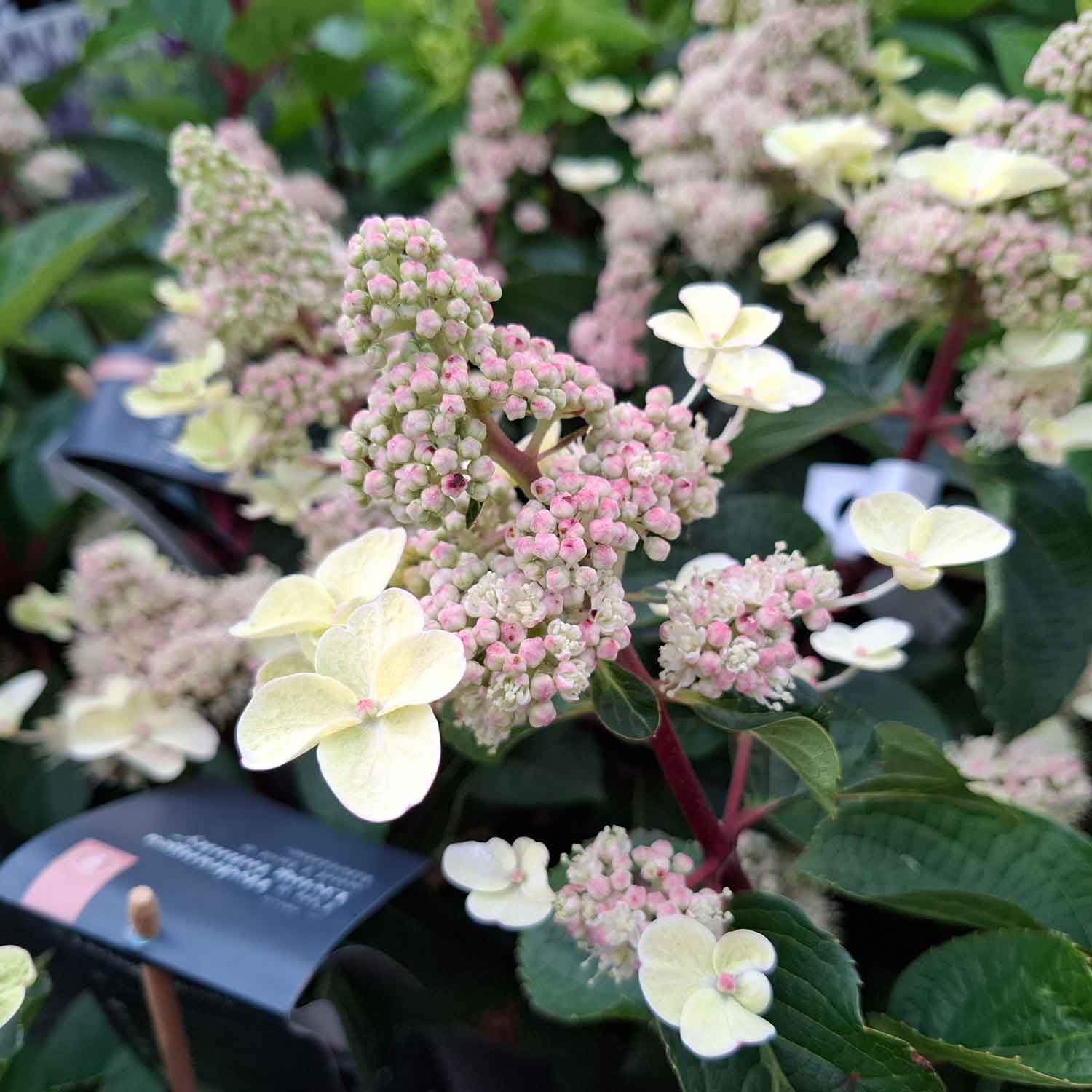 Hydrangea pan. 'Living Infinity' C4,6