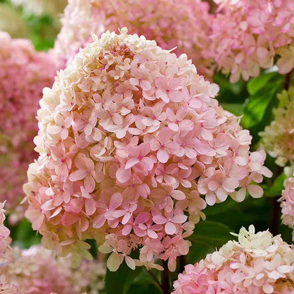 Hydrangea pan. 'Liv. Little love' C4,6