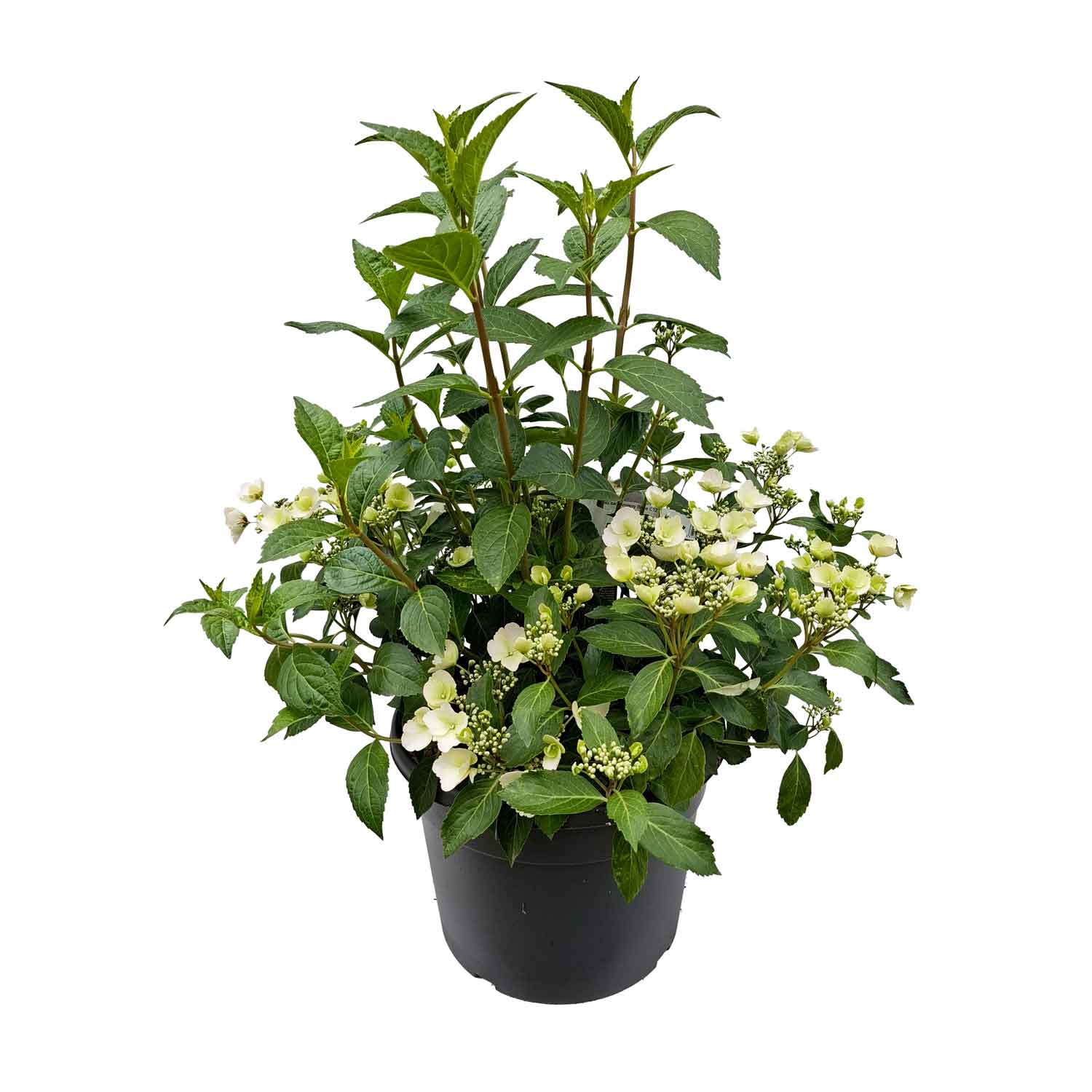 Hydrangea mac. Runaway Bride C12