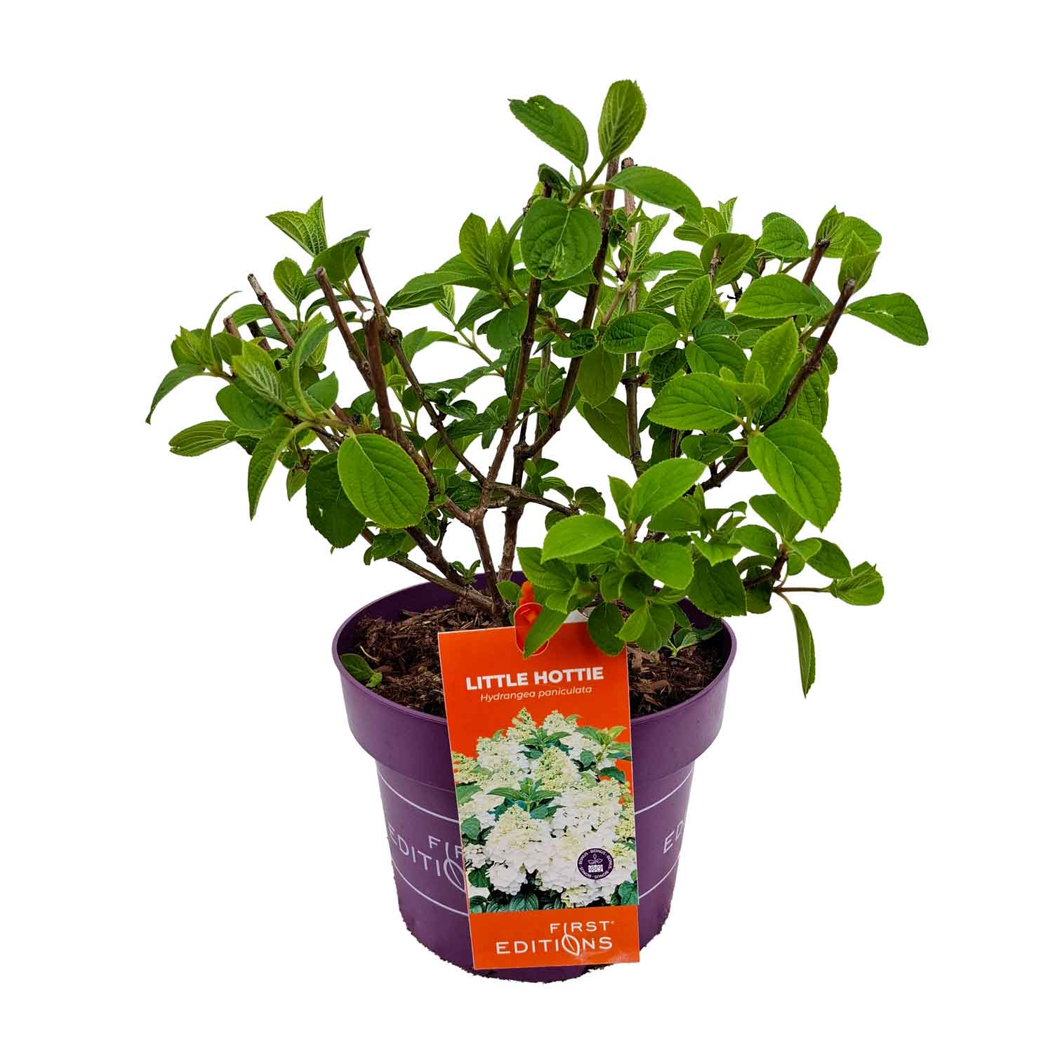 Hydrangea paniculata 'Little Hottie' ® C5