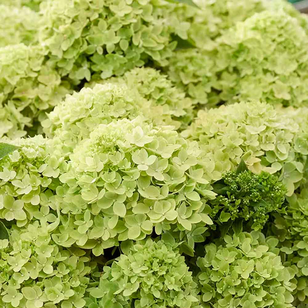 Hydrangea pan. Living Little Apple C4,6