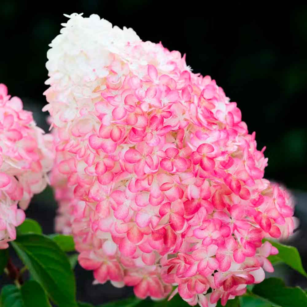 Hydrangea pan. Living Pink & Rose C4,6