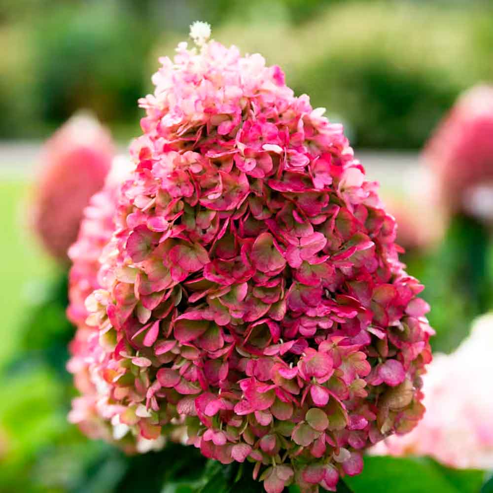 Hydrangea pan. Living Pinky Promise C4,6