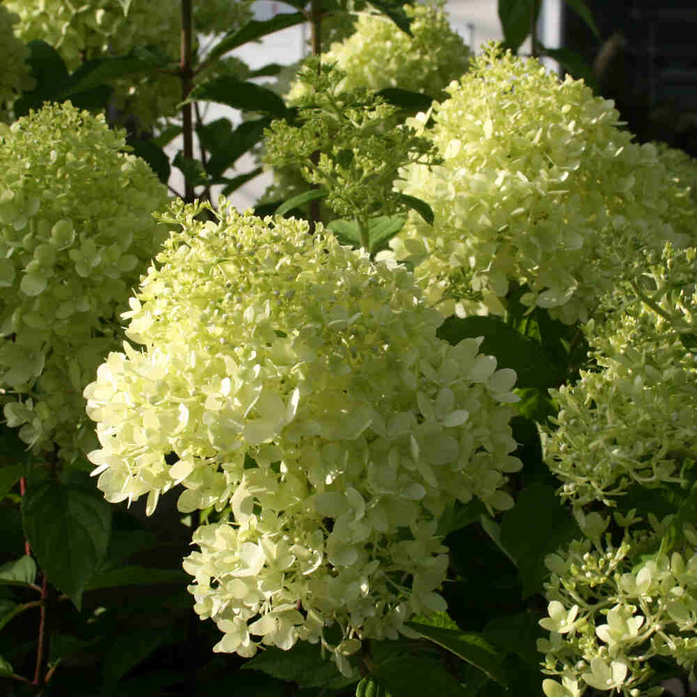 Hydrangea paniculata 'Limelight' C5