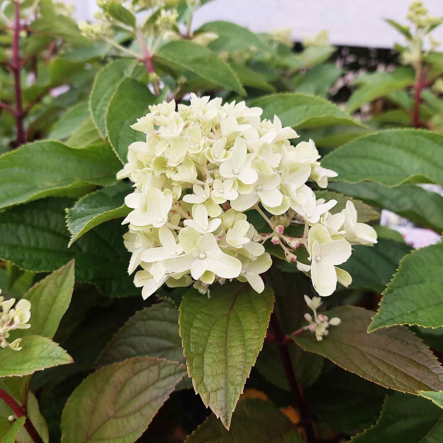 Hydrangea paniculata 'Little Fresco' C6