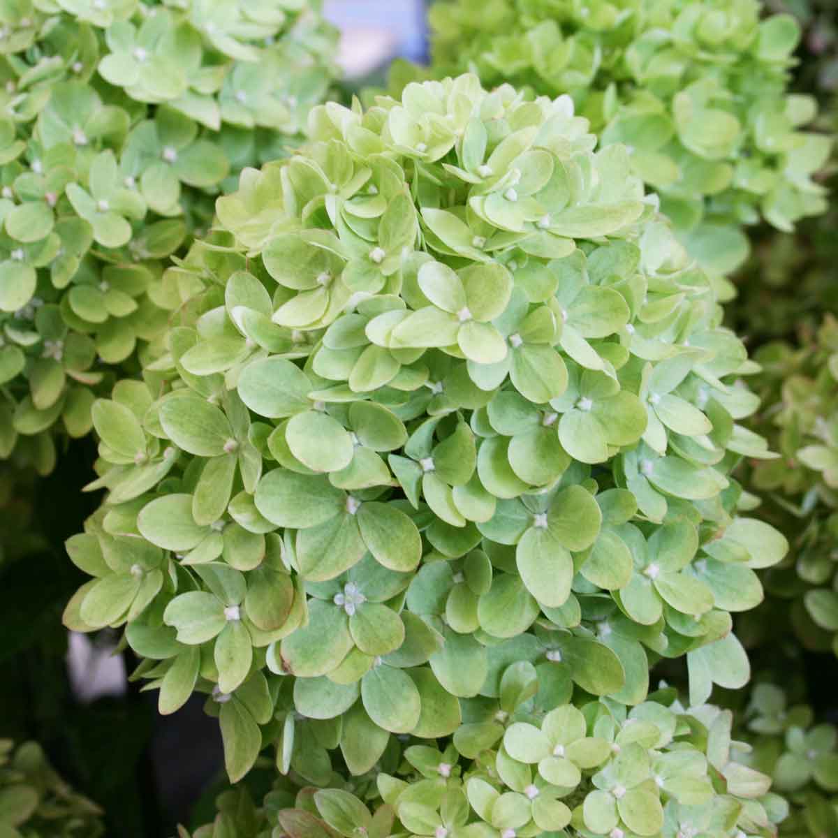 Hydrangea pan. 'Little Lime' C5
