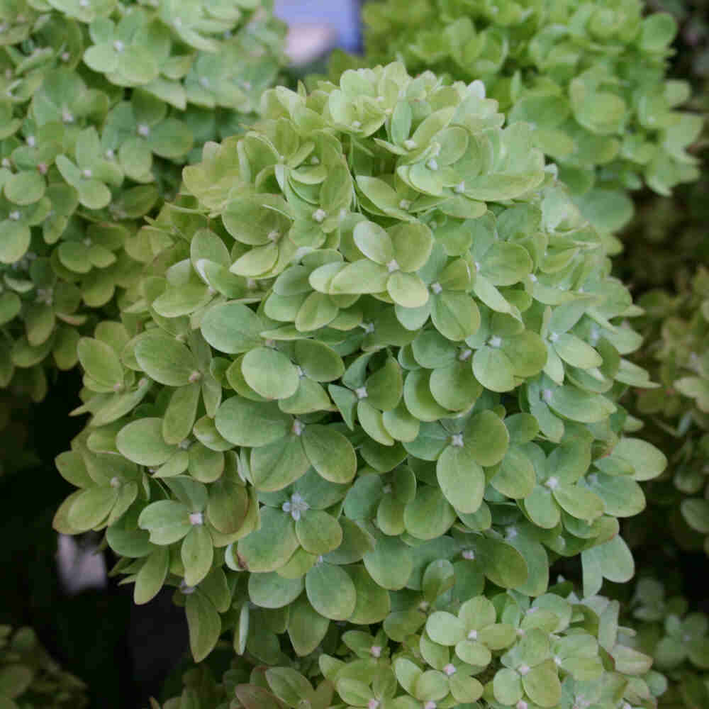 Hortensia panna. 'Little Lime' ® C4,6 30-40 CM