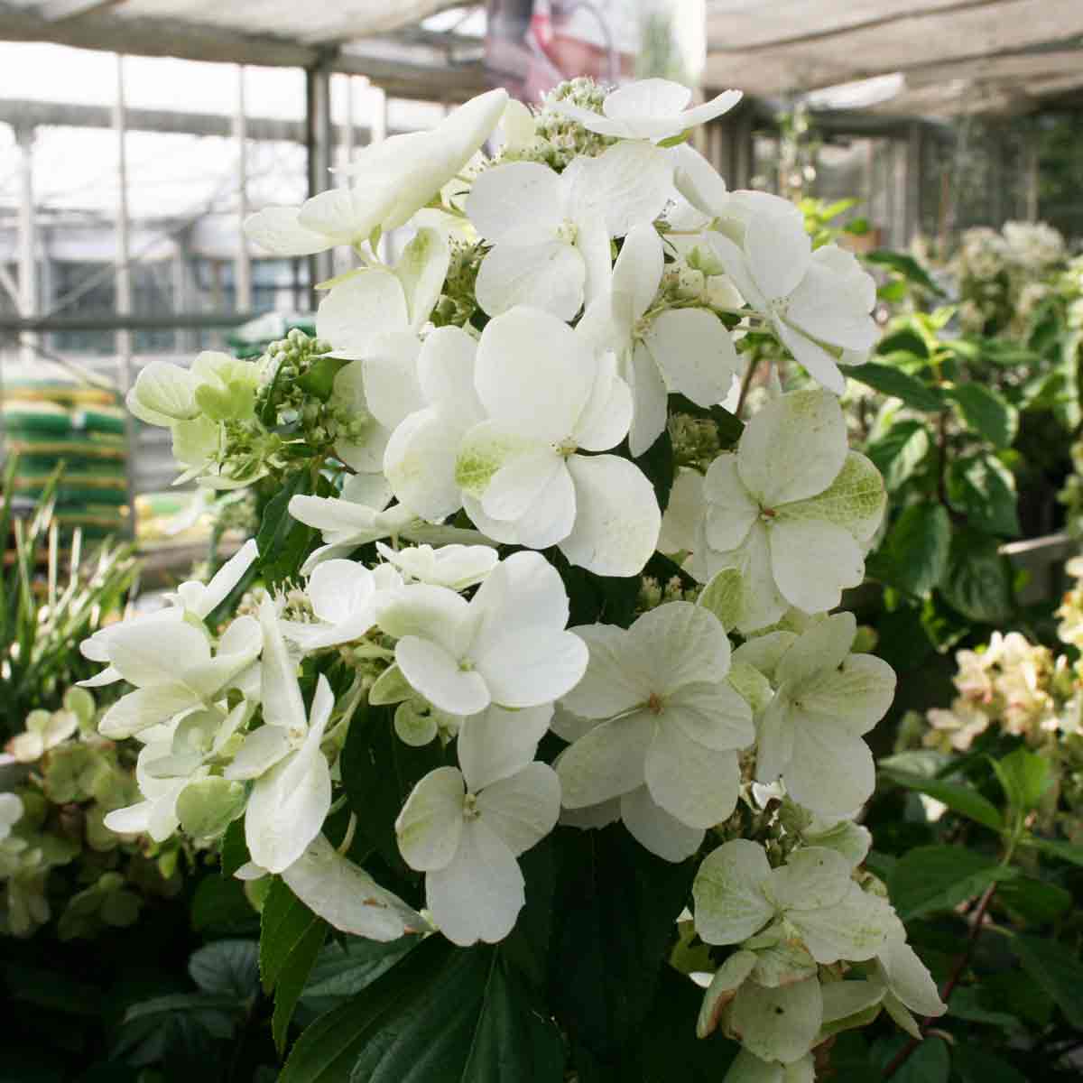 Hortensia panna. "Magisk eld"