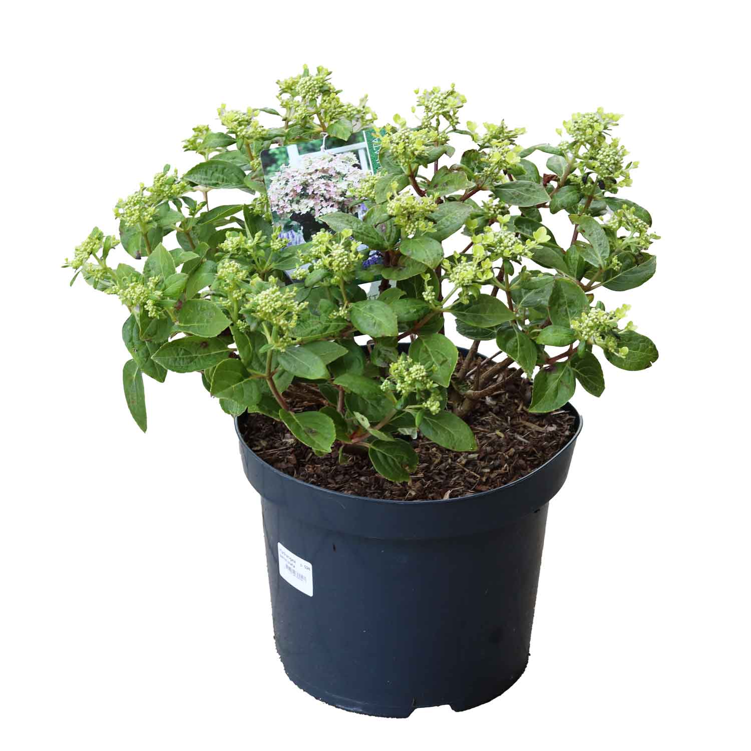 Hydrangea pan. 'Polestar' 5L