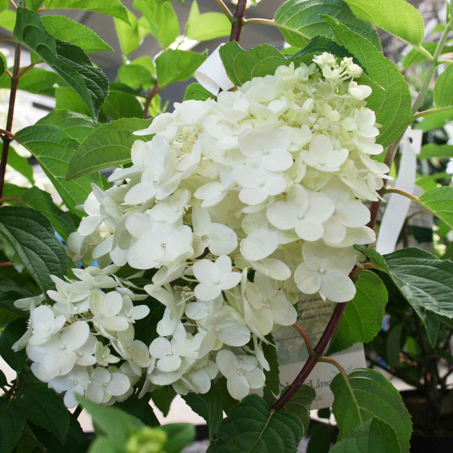 Hydrangea pan. 'Silver Dollar' C4,6