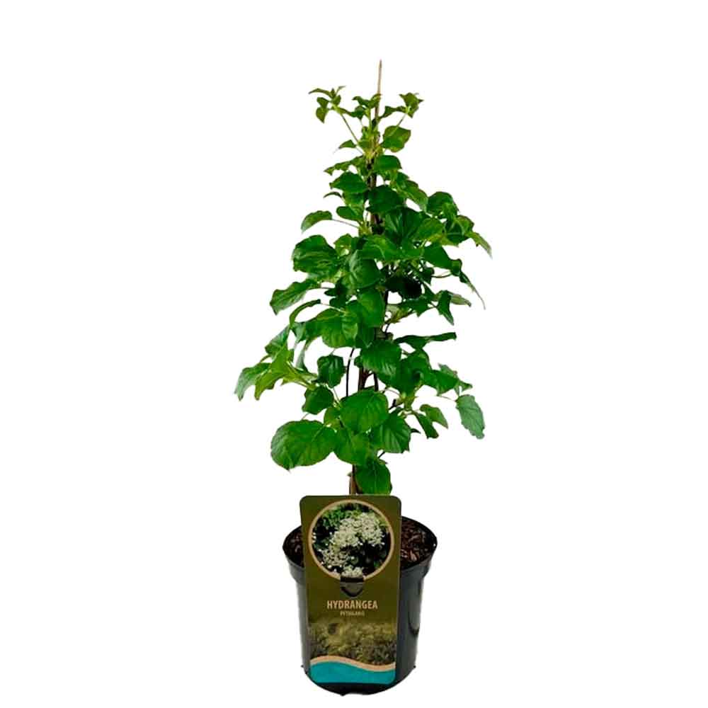 Hydrangea petiolaris C3 60-80 CM Stick