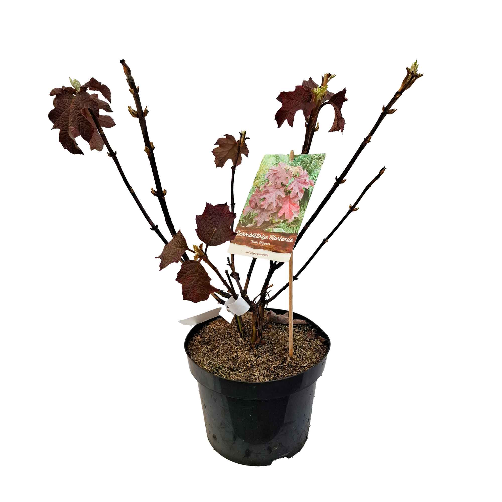 Hydrangea quercifolia 'Ruby Slippers' 5L