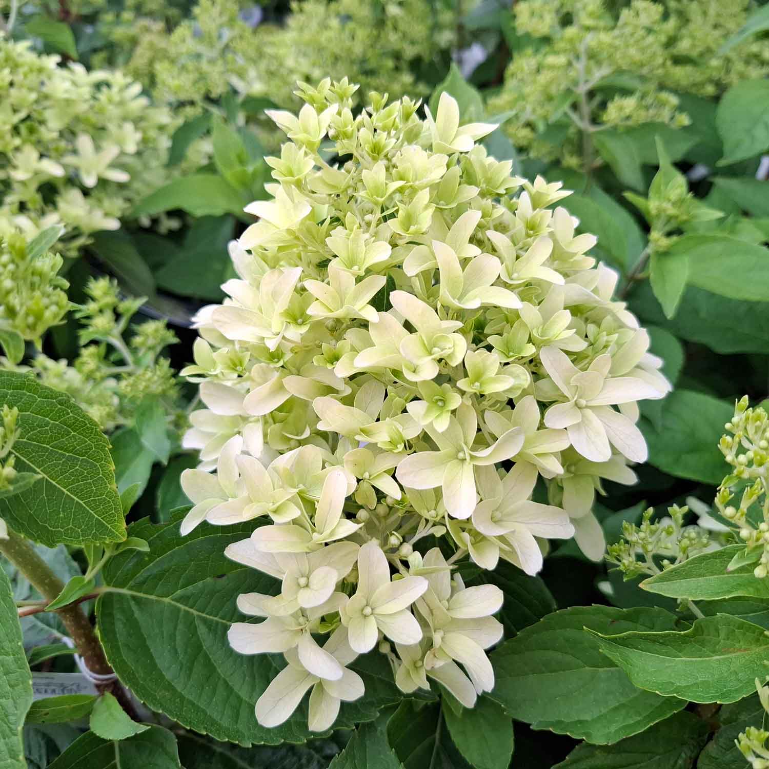 Hydrangea pan. 'Skyfall' C4,6