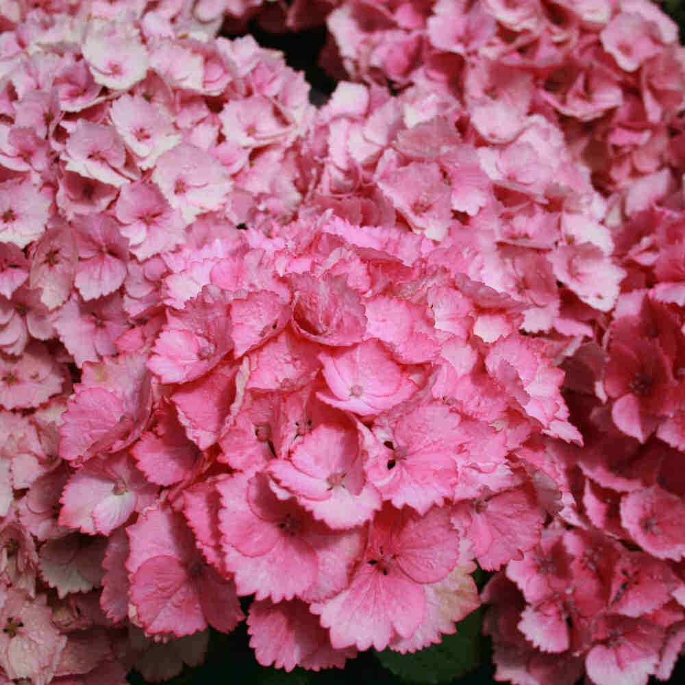 Hydrangea macrophylla 'Switch'® C5