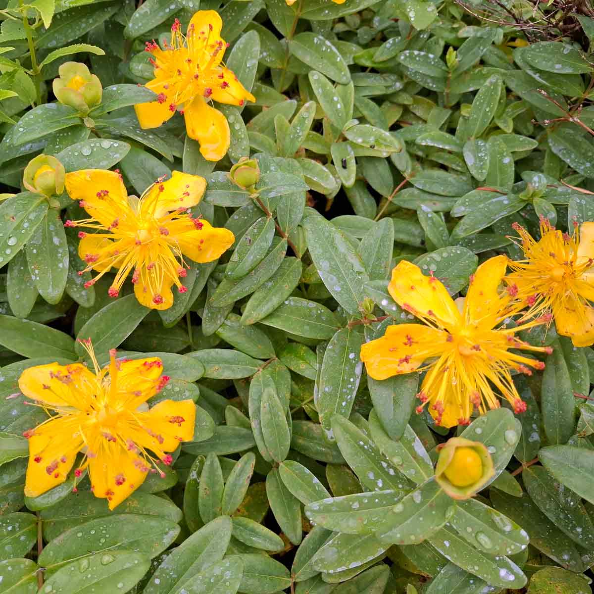 Hypericum calycinum 20/- P15