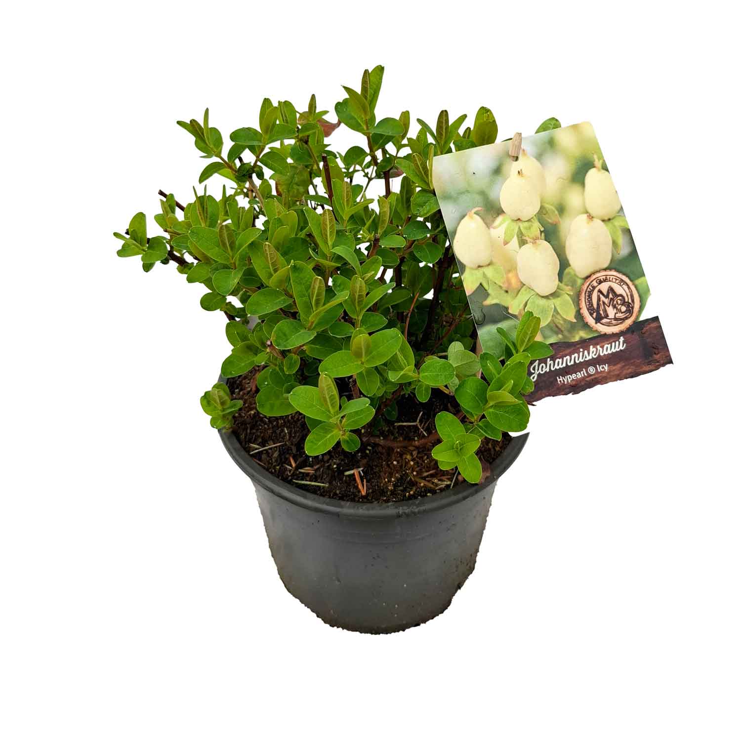 Hypericum ind. 'Icy' 4L