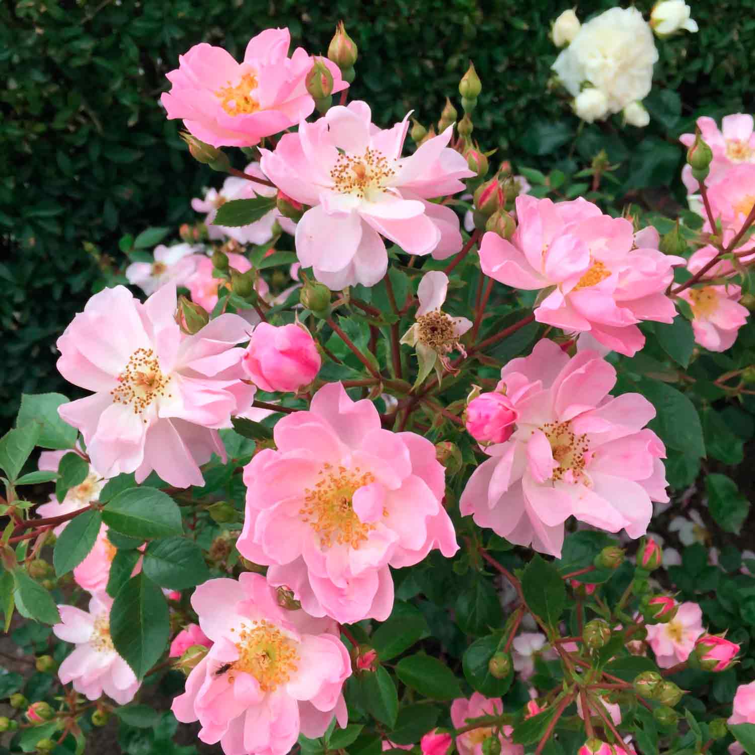 Rose "Jag behöver dig"
