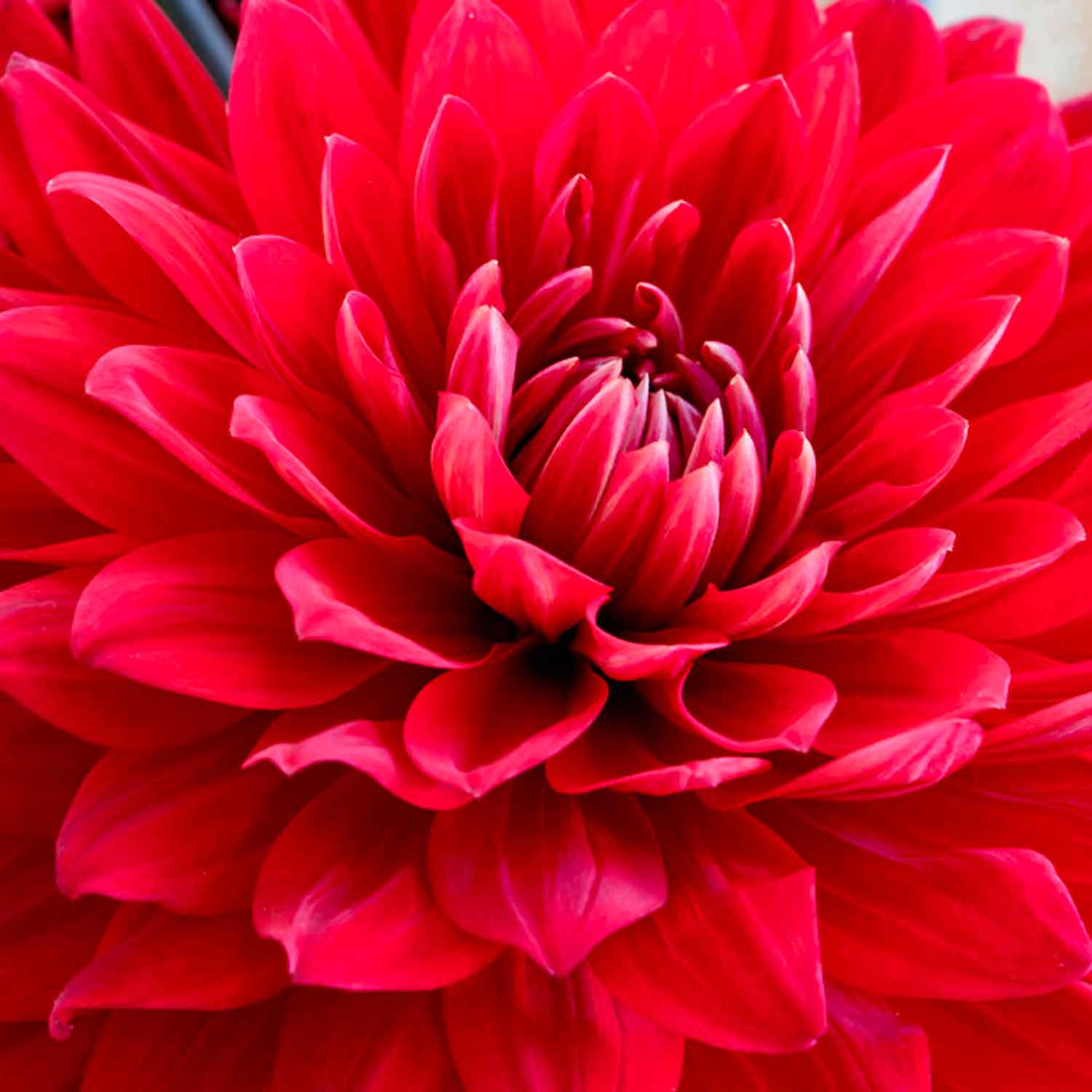 Dahlia Garden Wonder Decorative