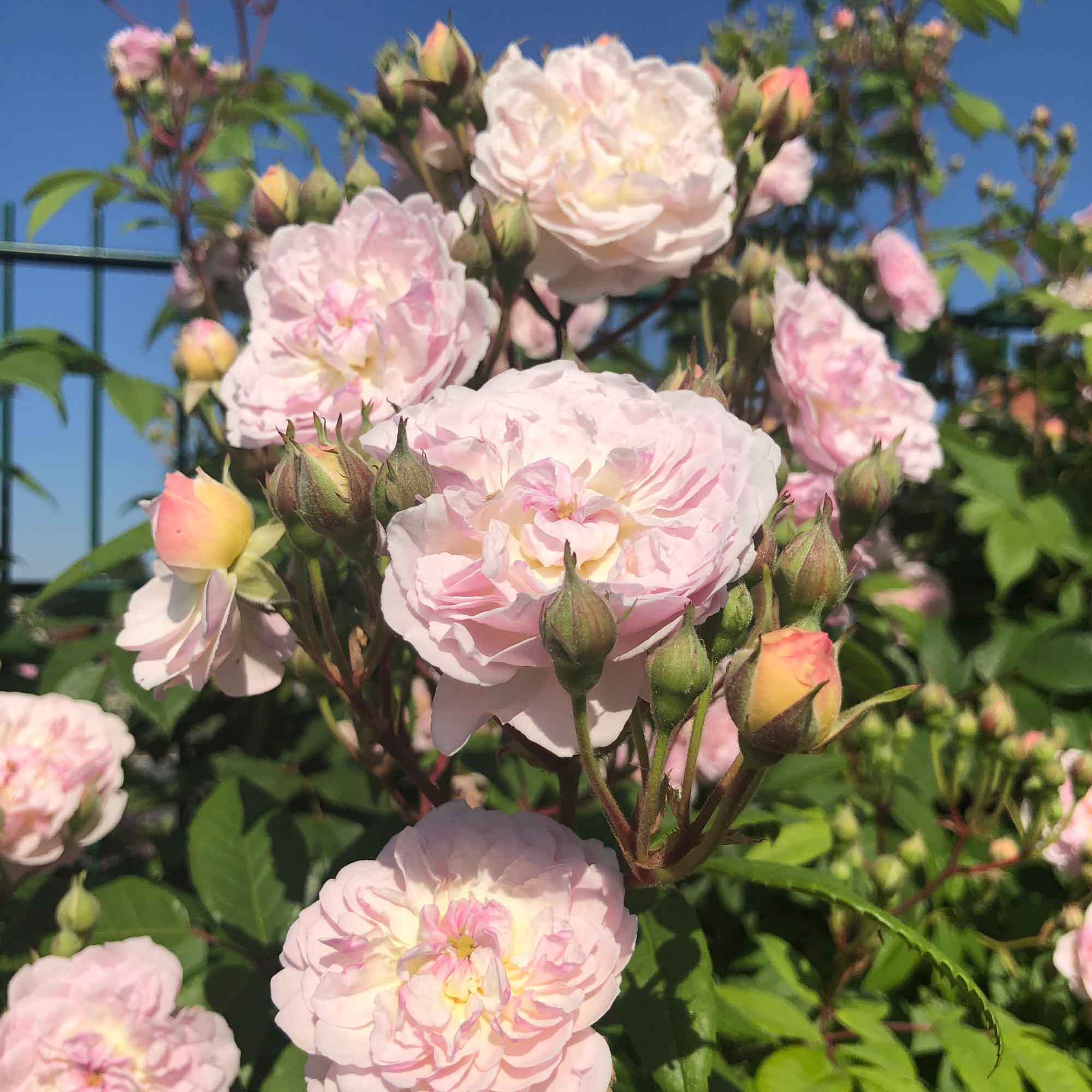 Rose Romantic Siluetta